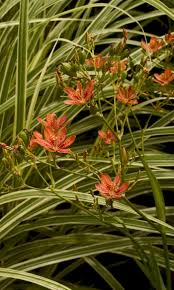 Image result for Pardancanda norrisii