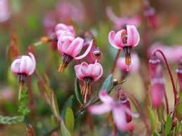 Attēlu rezultāti vaicājumam “Oxycoccus flower”