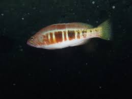 Image result for Serranus atricauda