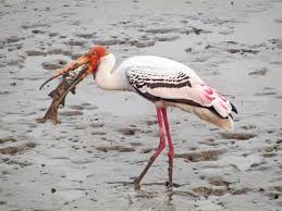 Attēlu rezultāti vaicājumam “Ciconiiformes”