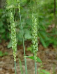 Attēlu rezultāti vaicājumam “Triticum aestivum”
