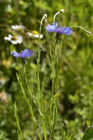 Image result for Centaurea cyanus