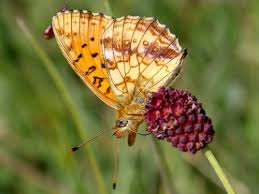 Attēlu rezultāti vaicājumam “Brenthis daphne underside”