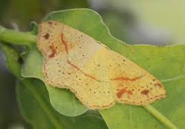 Attēlu rezultāti vaicājumam “Cyclophora punctaria”