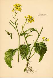 Attēlu rezultāti vaicājumam “Sinapis arvensis leaf”