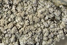 Attēlu rezultāti vaicājumam “Pertusaria flavida”