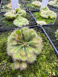 Image result for Drosera