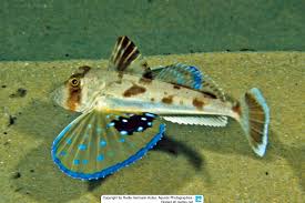 Image result for Chelidonichthys cuculus