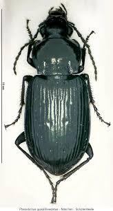 Attēlu rezultāti vaicājumam “Pterostichus quadrifoveolatus”