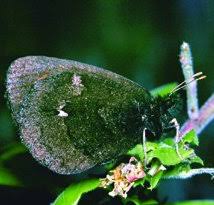 Attēlu rezultāti vaicājumam “Oeneis jutta underside”