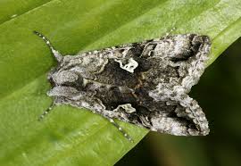 Attēlu rezultāti vaicājumam “Syngrapha interrogationis”