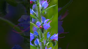 Attēlu rezultāti vaicājumam “Echium vulgare flower”