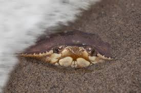 Image result for Metacarcinus magister