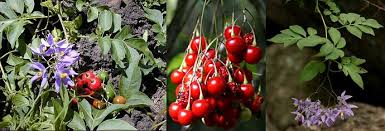 Attēlu rezultāti vaicājumam “Solanum dulcamara fruit”