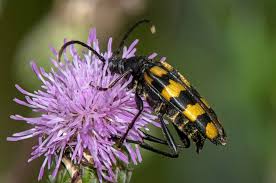 Attēlu rezultāti vaicājumam “Leptura quadrifasciata”