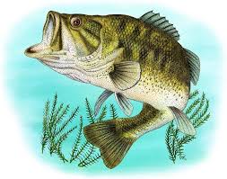Image result for Micropterus salmoides