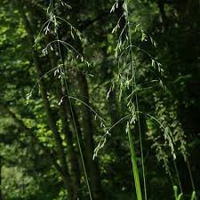 Attēlu rezultāti vaicājumam “Poa remota leaf”