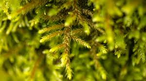 Attēlu rezultāti vaicājumam “Antitrichia curtipendula”