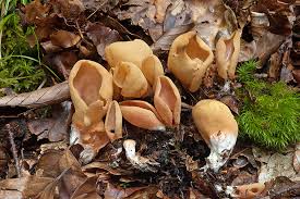 Attēlu rezultāti vaicājumam “Otidea onotica”