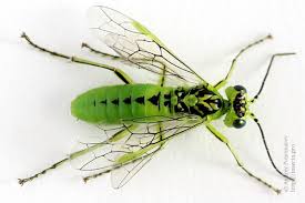 Attēlu rezultāti vaicājumam “Rhogogaster picta”