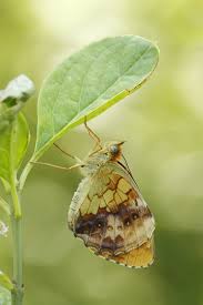 Attēlu rezultāti vaicājumam “Brenthis daphne underside”