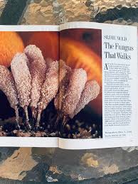 Attēlu rezultāti vaicājumam “Symphytocarpus trechisporus sessile”