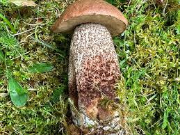 Attēlu rezultāti vaicājumam “Leccinum aurantiacum”