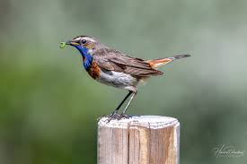 Attēlu rezultāti vaicājumam “Luscinia svecica adult”