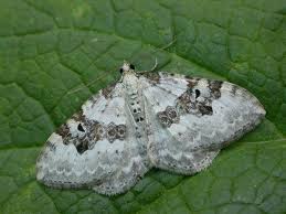 Attēlu rezultāti vaicājumam “Xanthorhoe montanata”