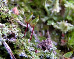 Attēlu rezultāti vaicājumam “Buxbaumia aphylla”