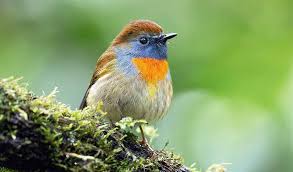 Attēlu rezultāti vaicājumam “Muscicapidae”