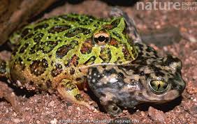 Image result for Ceratophrys ornata