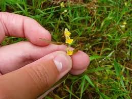 Attēlu rezultāti vaicājumam “Melampyrum pratense bud”