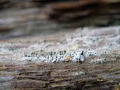 Attēlu rezultāti vaicājumam “Chaenotheca ferruginea”