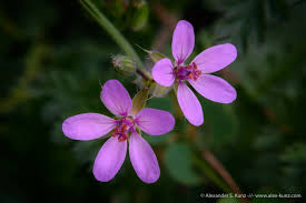 Attēlu rezultāti vaicājumam “Erodium cicutarium”