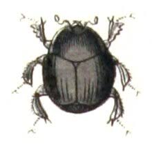 Attēlu rezultāti vaicājumam “Histeridae”