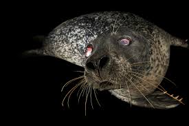 Image result for Phoca vitulina