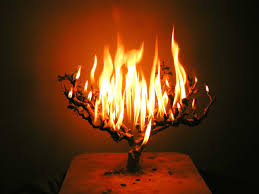burning bush
