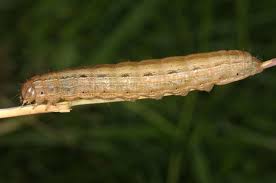 Attēlu rezultāti vaicājumam “Leucania comma”