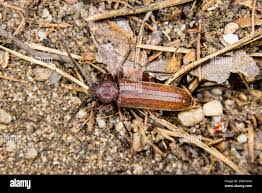 Attēlu rezultāti vaicājumam “Criocephalus rusticus”