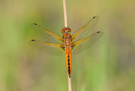 Attēlu rezultāti vaicājumam “Libellula fulva male”