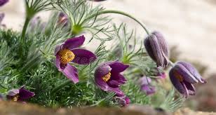 Attēlu rezultāti vaicājumam “Pulsatilla patens leaf”