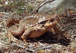 Attēlu rezultāti vaicājumam “Bufo bufo”