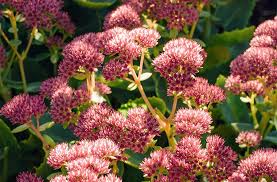 Image result for Chrysanthemum spectabile