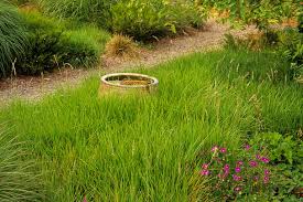 Attēlu rezultāti vaicājumam “Jamesoniella autumnalis”