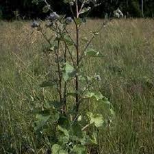 Attēlu rezultāti vaicājumam “Arctium tomentosum leaf”