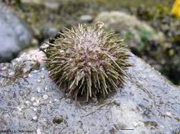 Image result for Strongylocentrotus droebachiensis