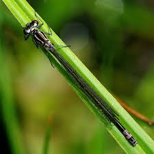Attēlu rezultāti vaicājumam “Coenagrion pulchellum male”