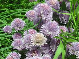 Attēlu rezultāti vaicājumam “Allium schoenoprasum fruit”