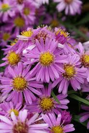 Image result for Aster